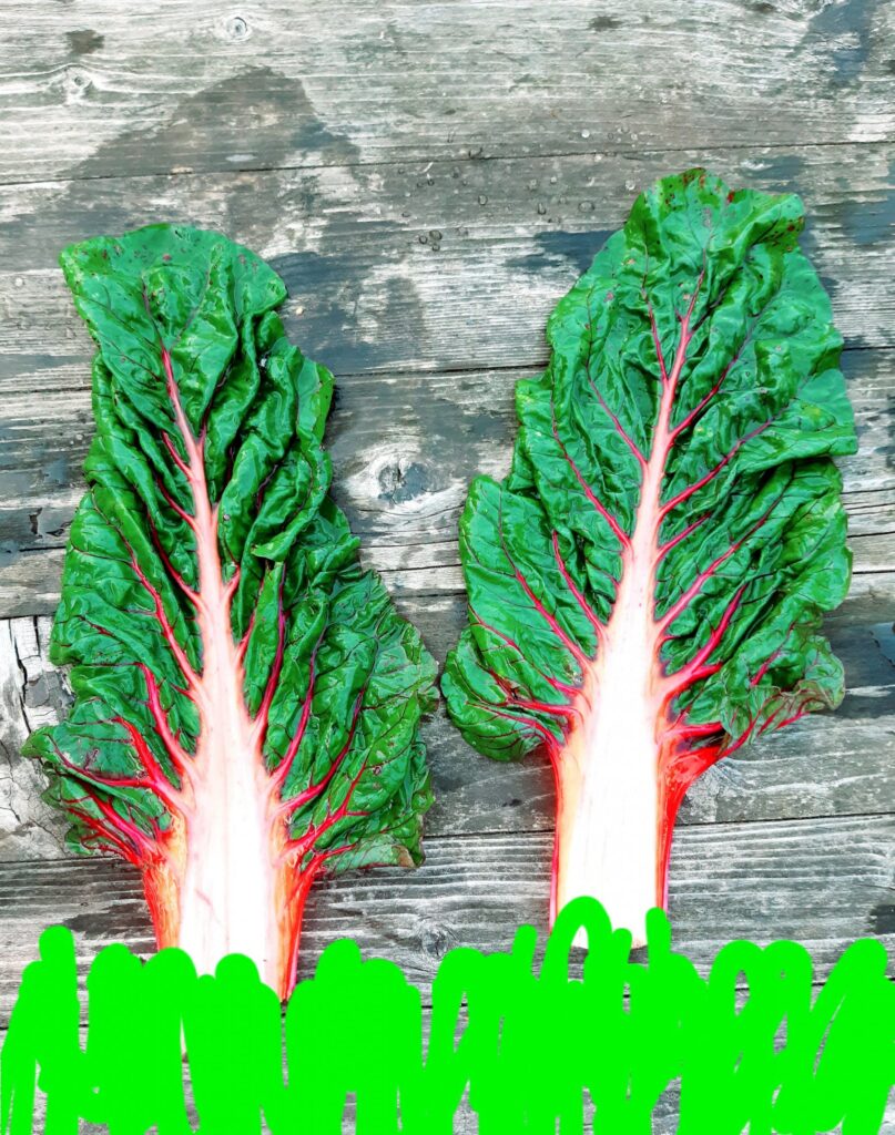 Alternativ nachhaltig solidarisch – Konzepte einer anderen Landwirtschaft 5.11. 2020