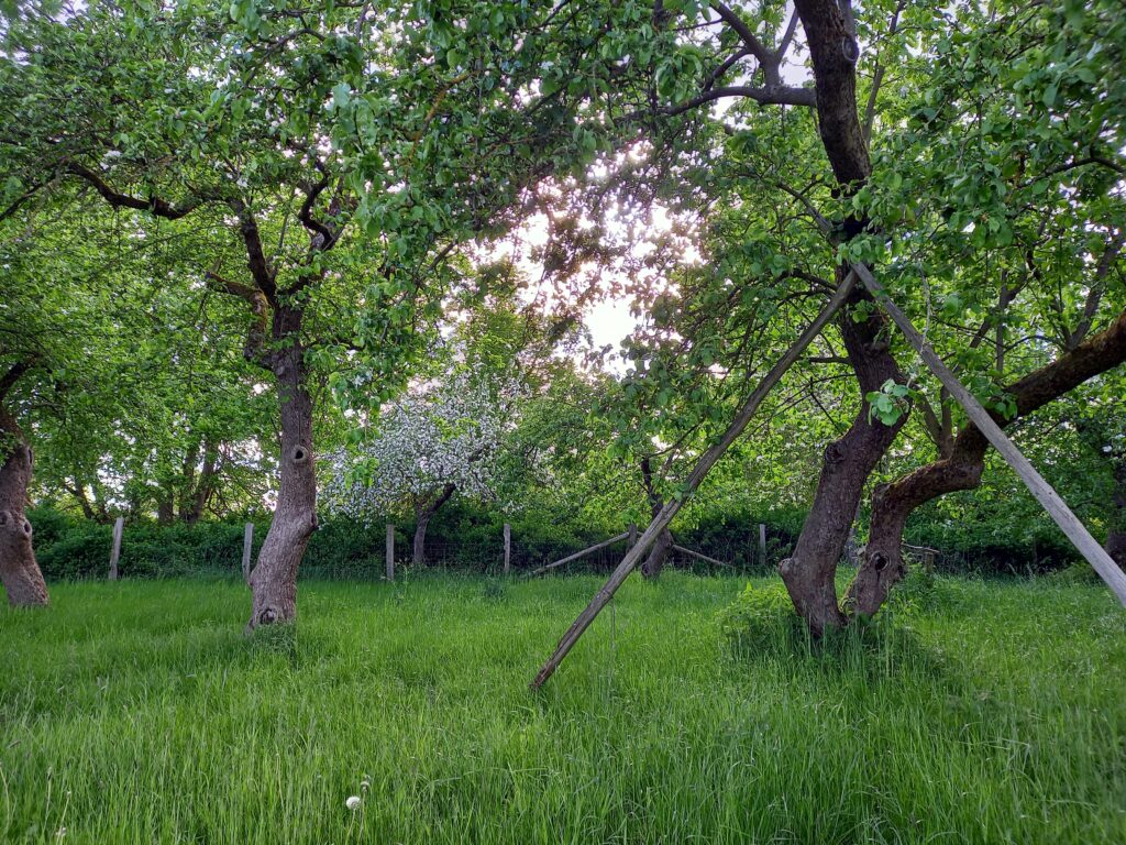 Natürlicher Klimaschutz – Naturbasierte Lösungen für eine lebenswerte Zukunft“ vom 28. – 30. August 2026 in Güstrow